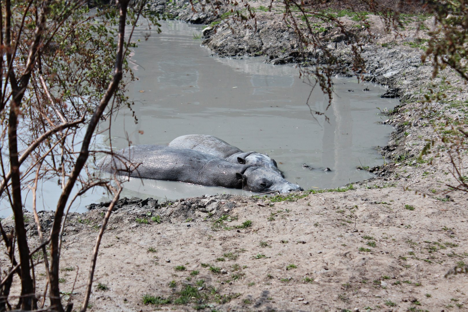 Pygmy hippopotamus (2013)