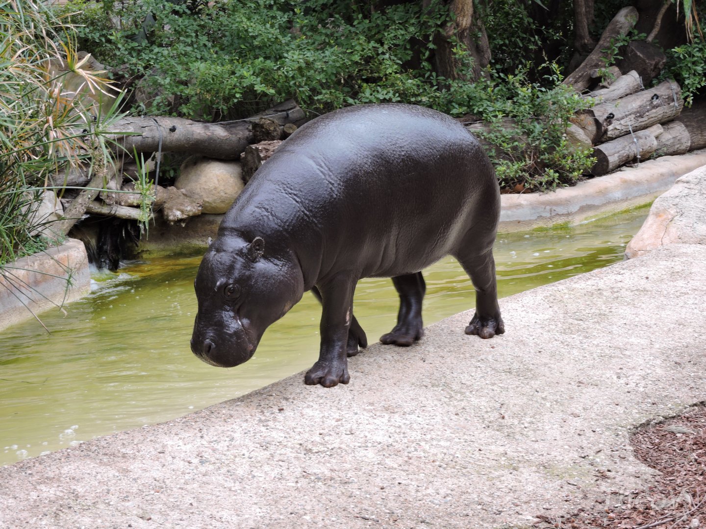 Pygmy hippopotamus [2015]
