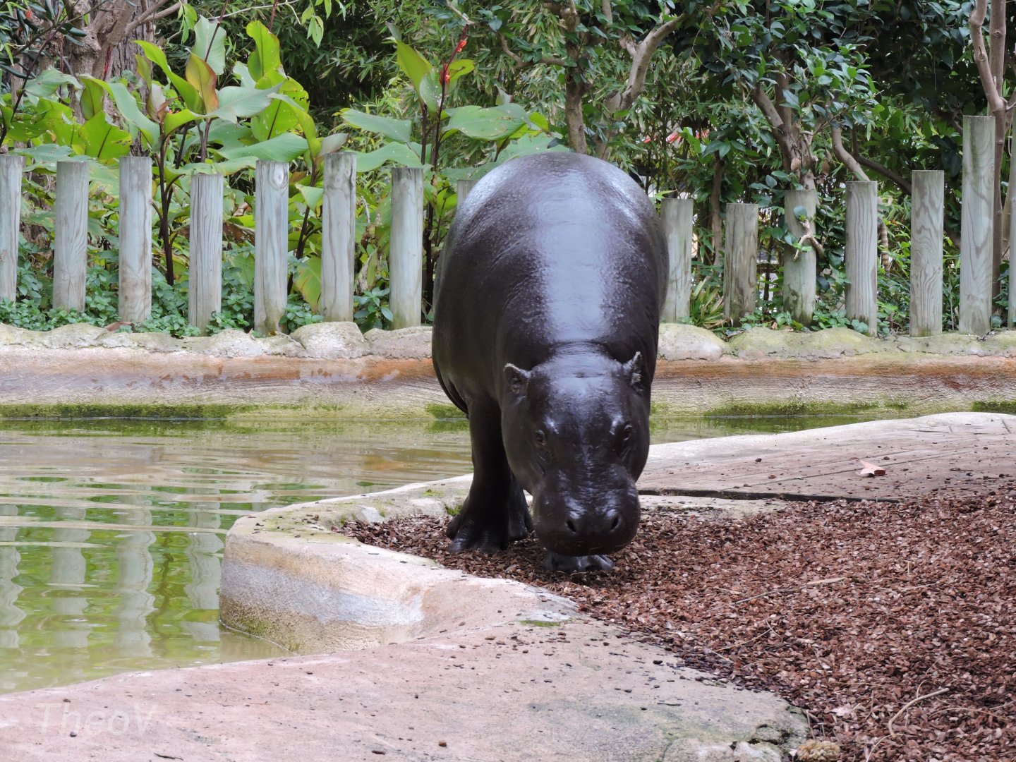 Pygmy hippopotamus [2015]