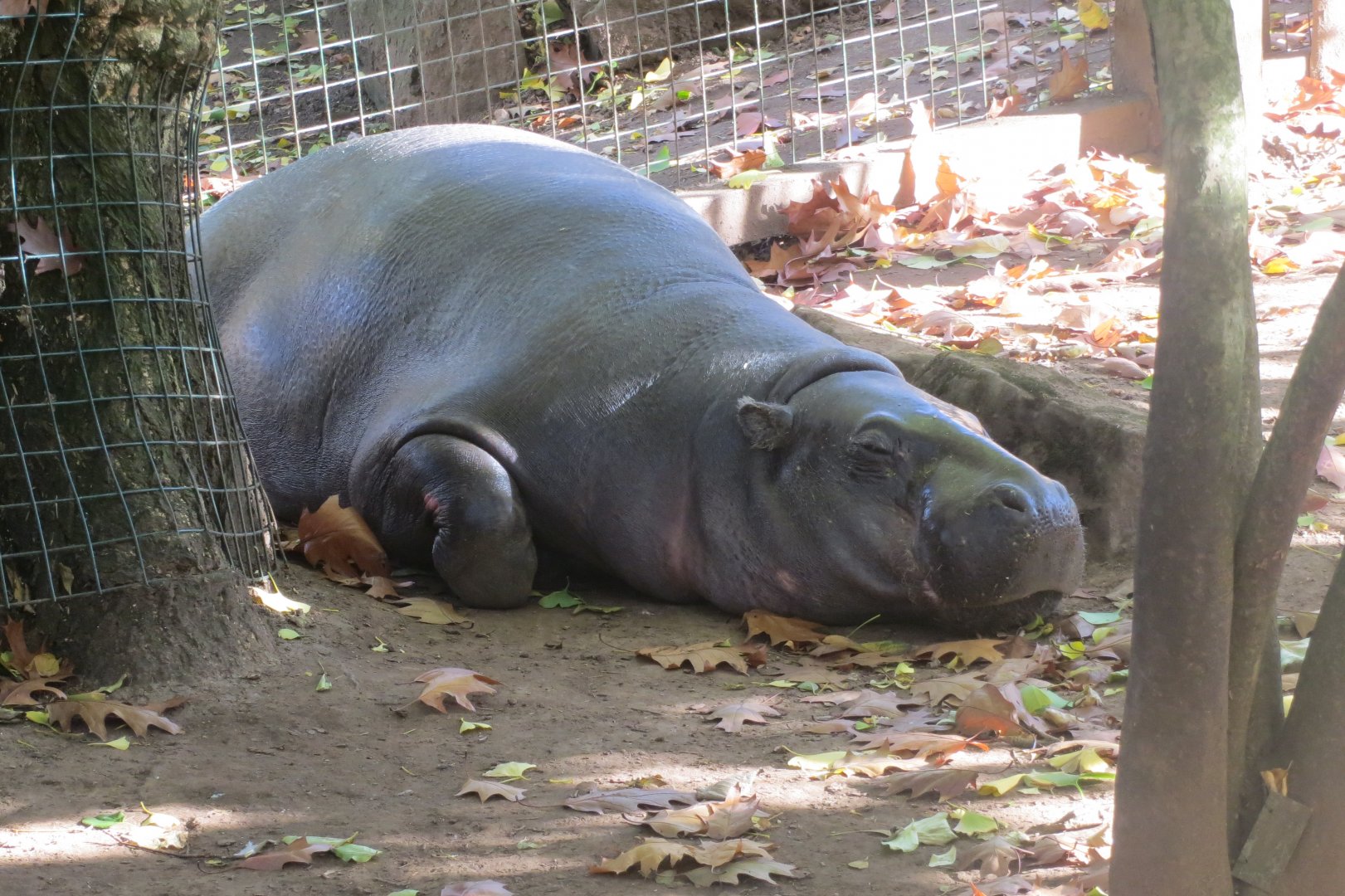 Pygmy hippopotamus 261018