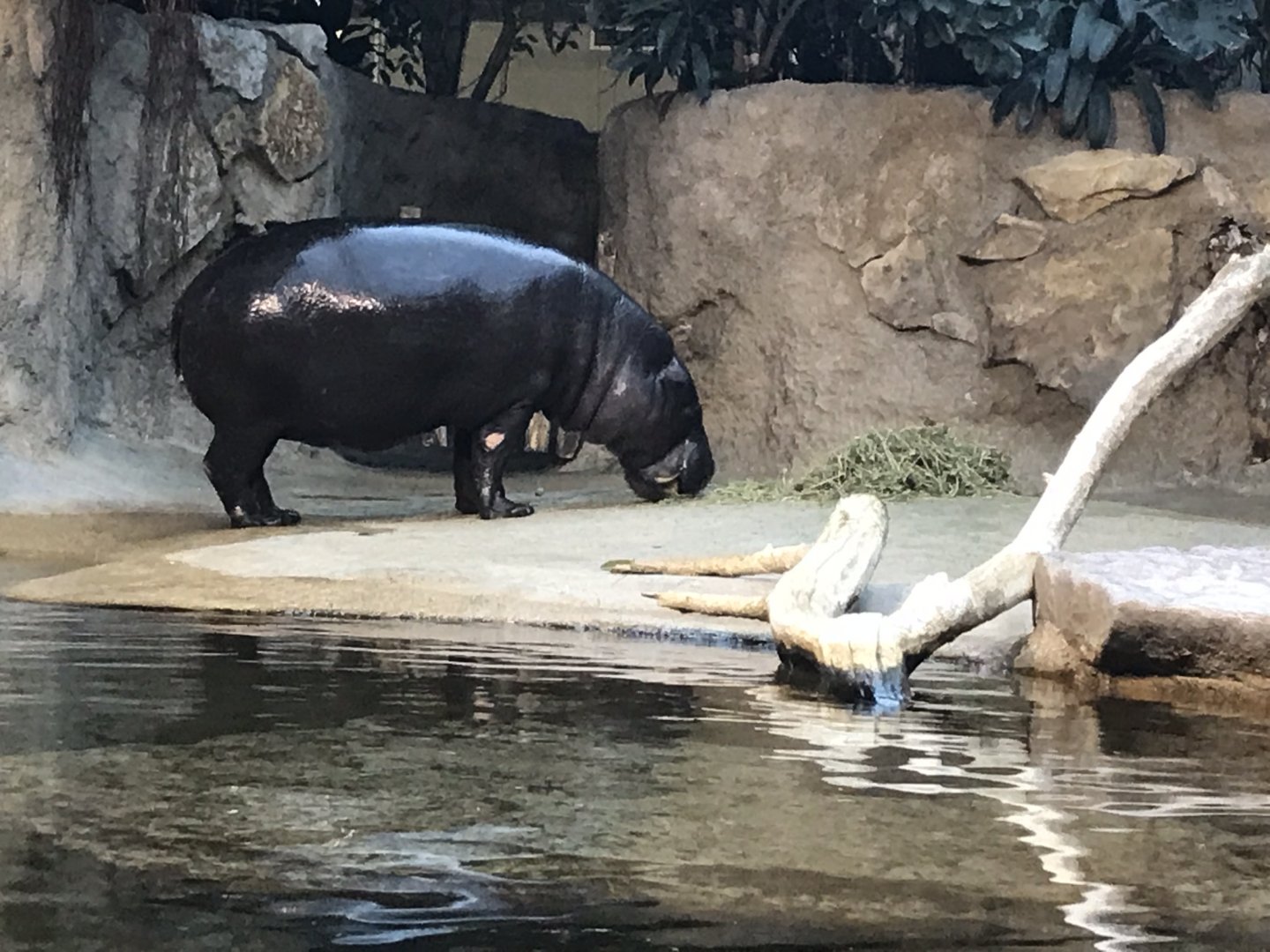 Pygmy hippopotamus 290118