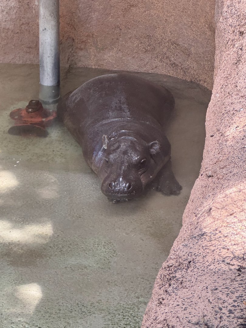 Pygmy Hippopotamus (7/2/24)