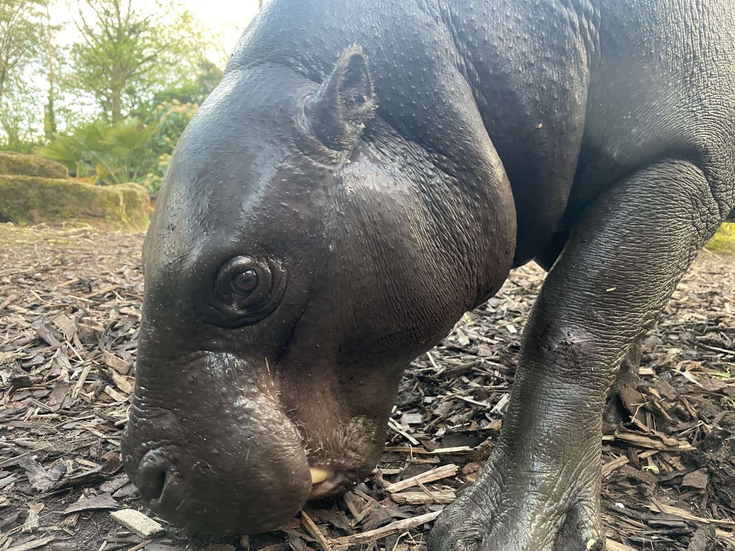 Pygmy Hippopotamus, ‘Amara’