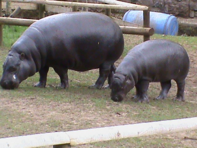pygmy hippopotamus and baby 04/10