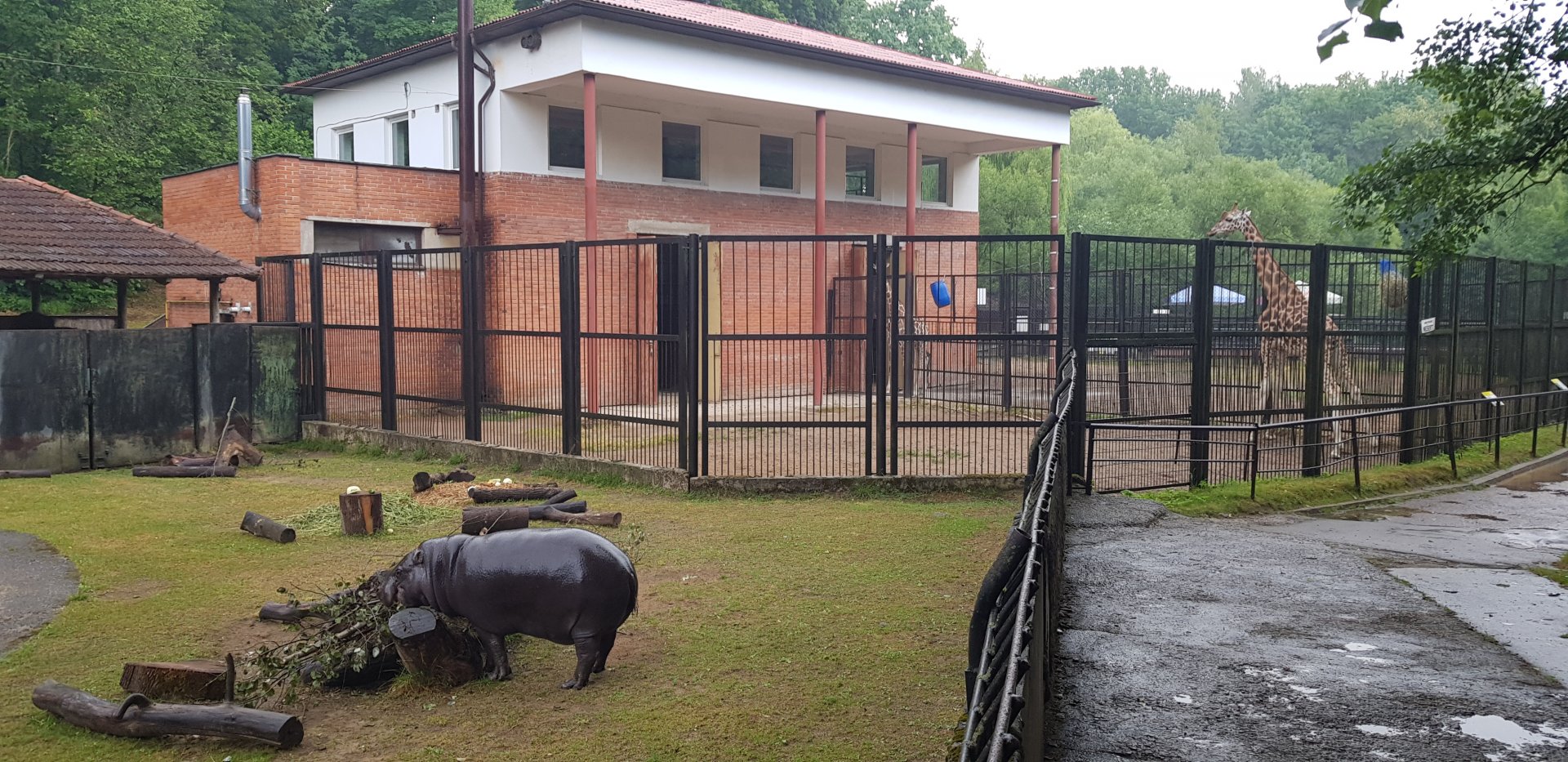 Pygmy hippopotamus and giraffe