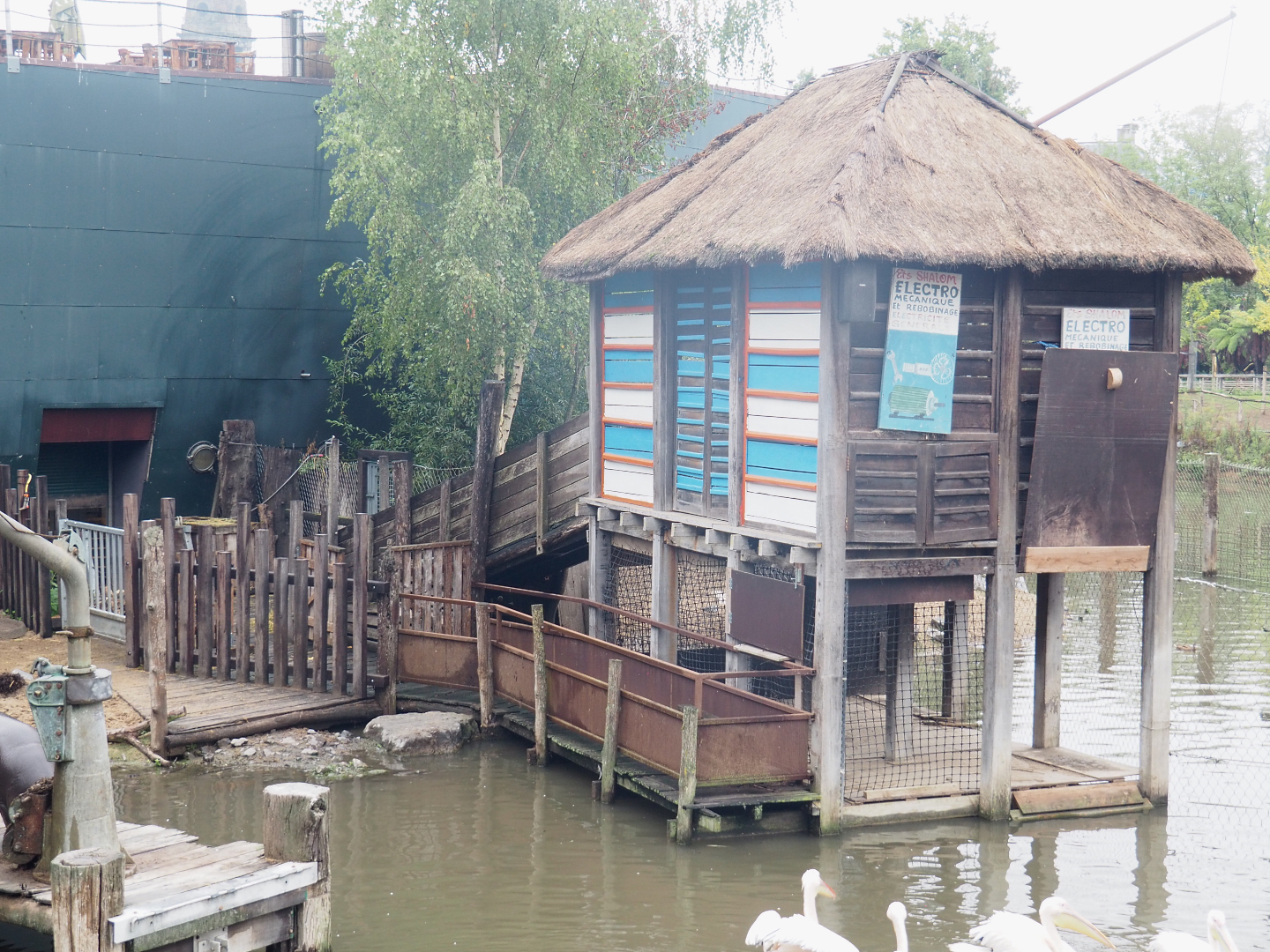 Pygmy hippopotamus and Great white pelican corridors and holding cage, 2022-09-14
