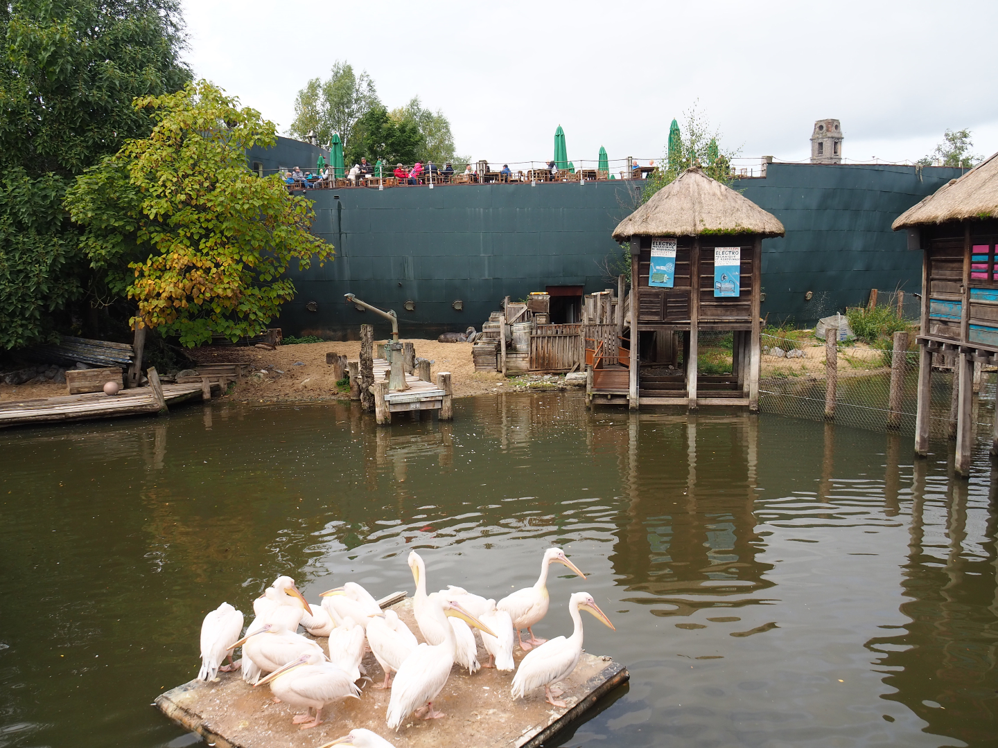 Pygmy hippopotamus and great white pelican exhibit, 2019-10-04