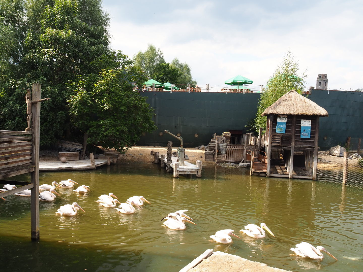 Pygmy hippopotamus and Great white pelican exhibit, 2020-09-02