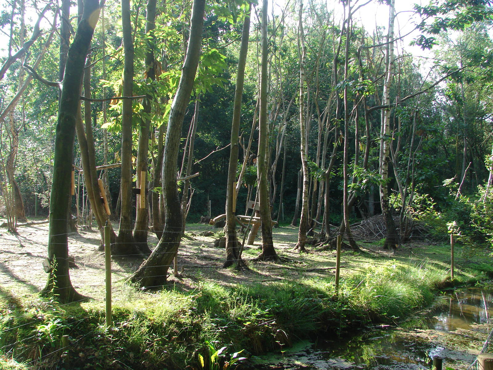 Pygmy hippopotamus and guereza exhibit