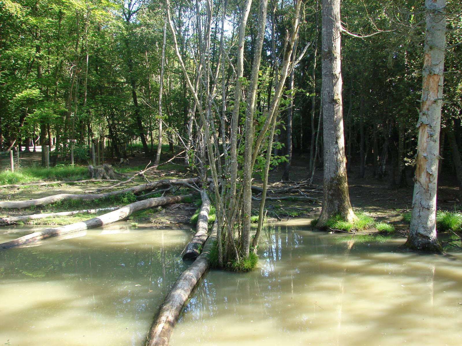 Pygmy hippopotamus and guereza exhibit