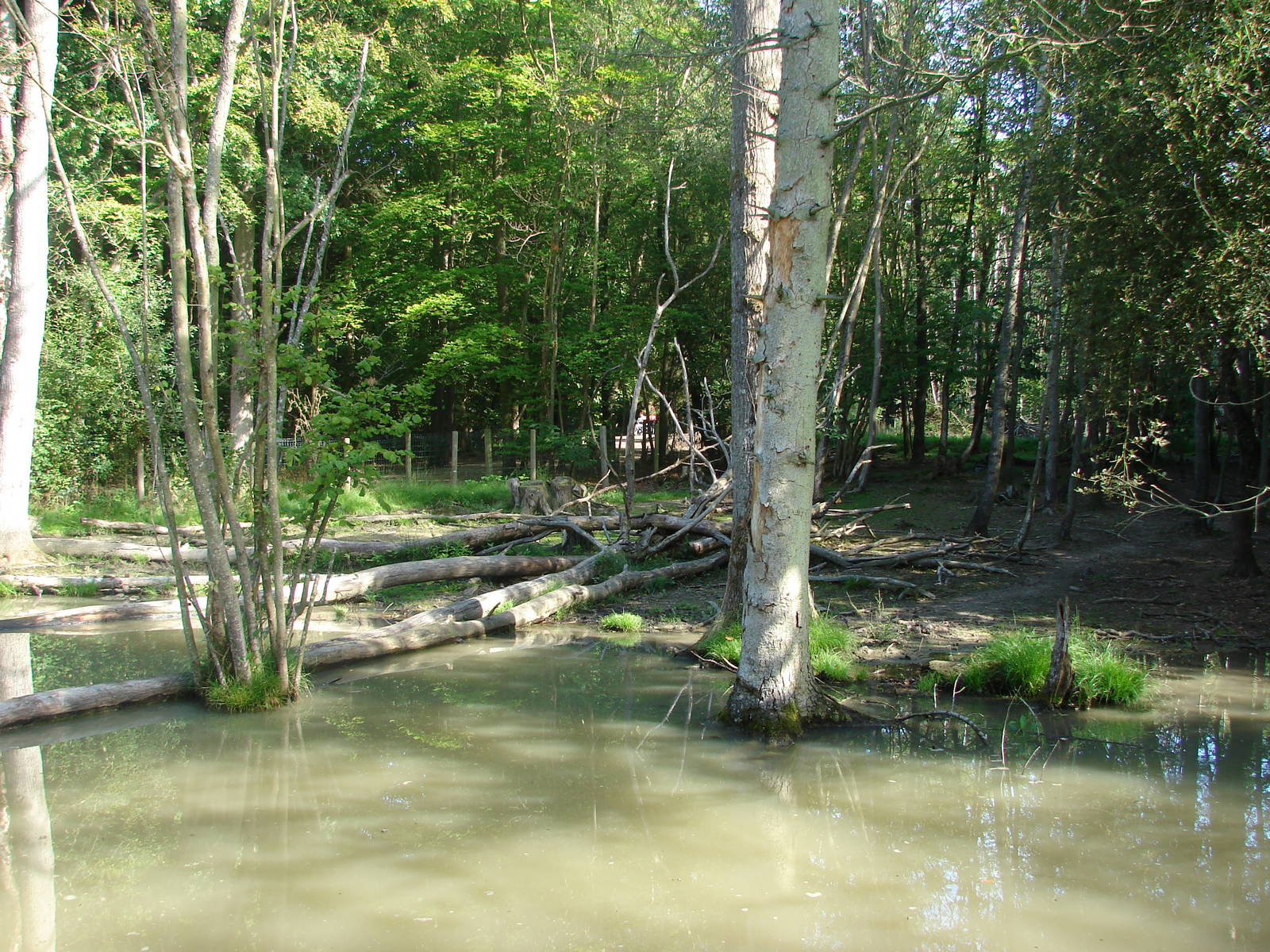 Pygmy hippopotamus and guereza exhibit