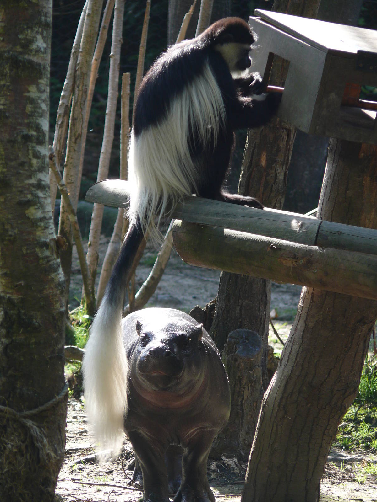 Pygmy hippopotamus and mantled guereza