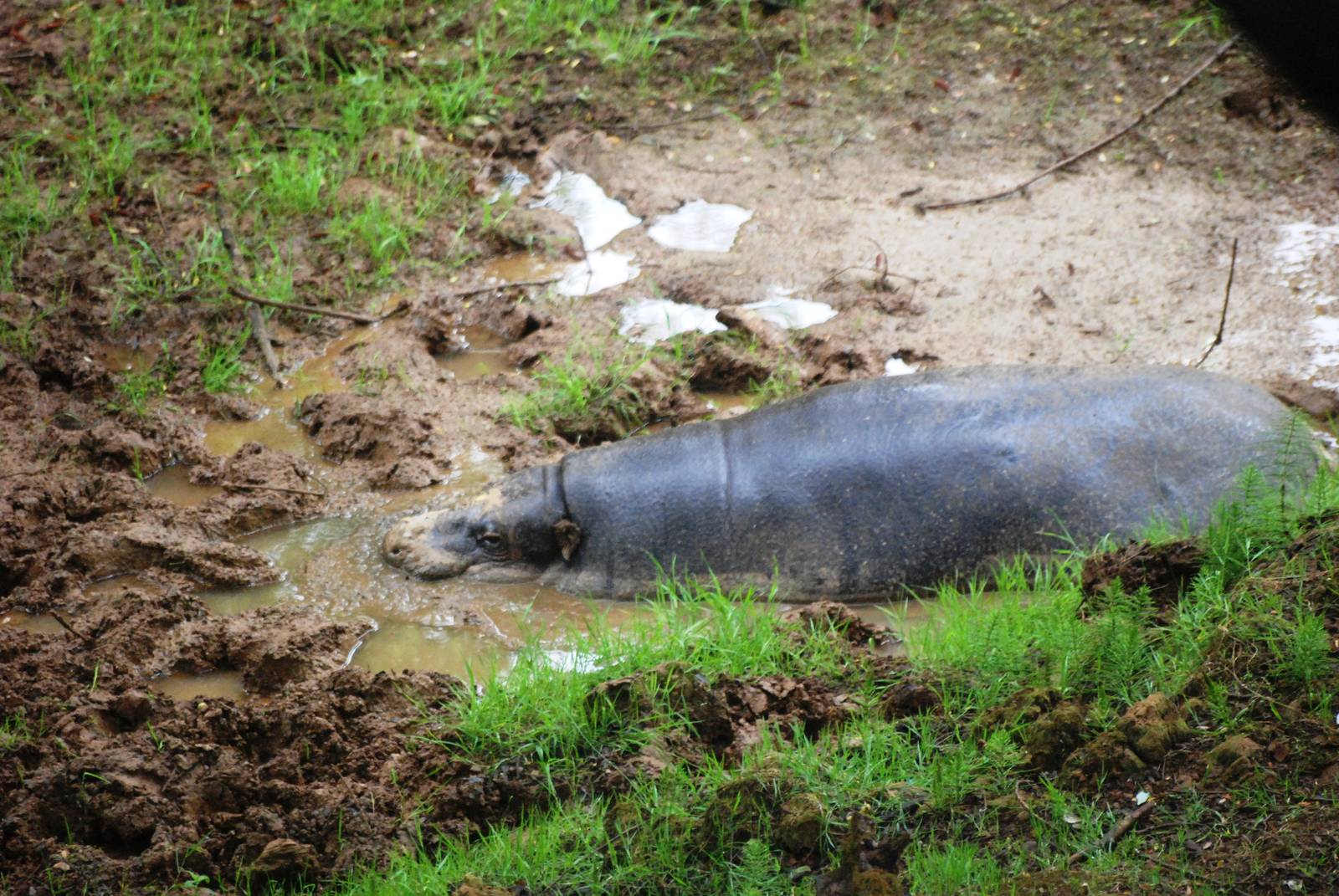 Pygmy Hippopotamus at Cabarceno, 11/06/15