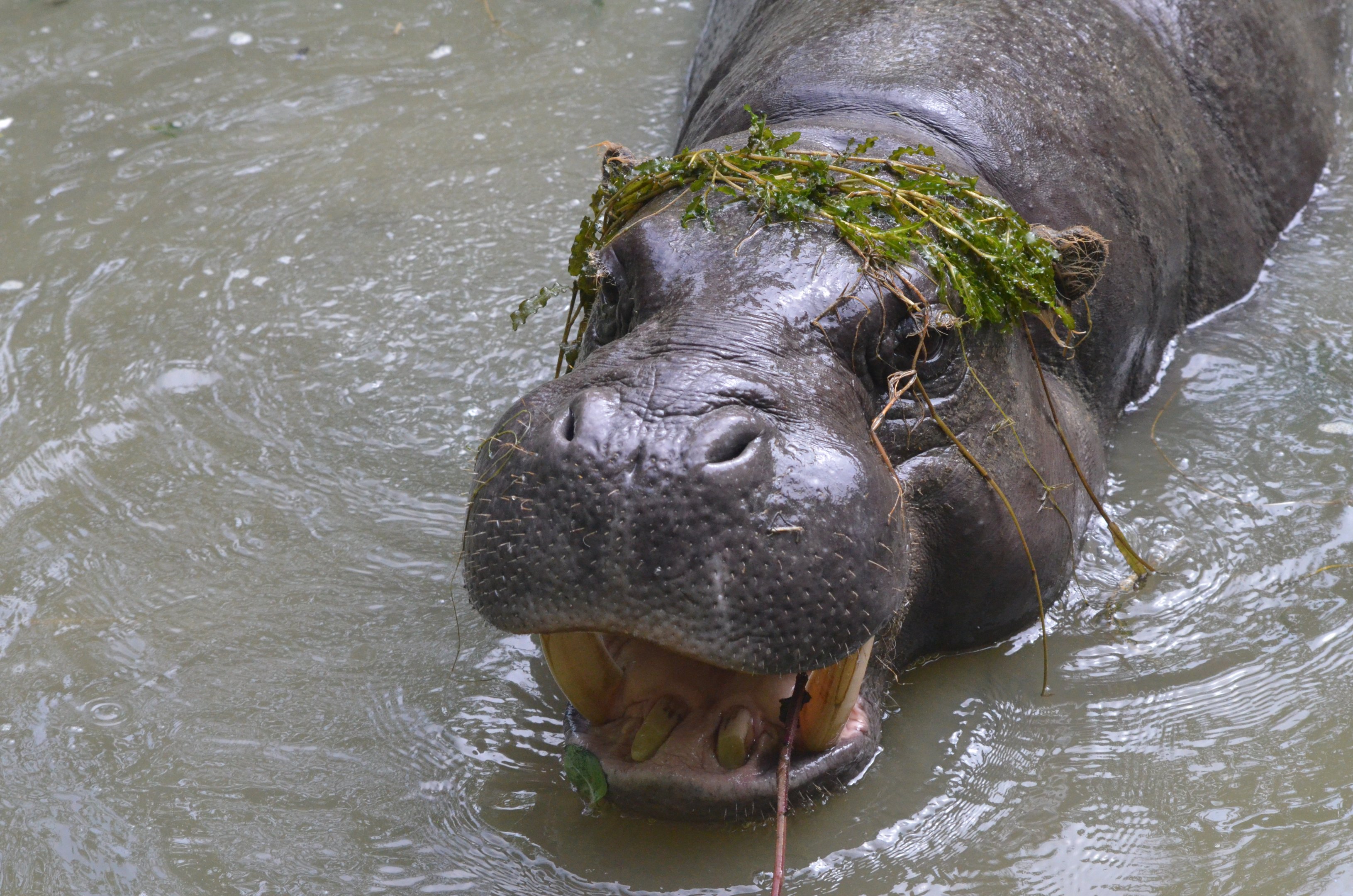 Pygmy Hippopotamus at CERZA, 10/06/18
