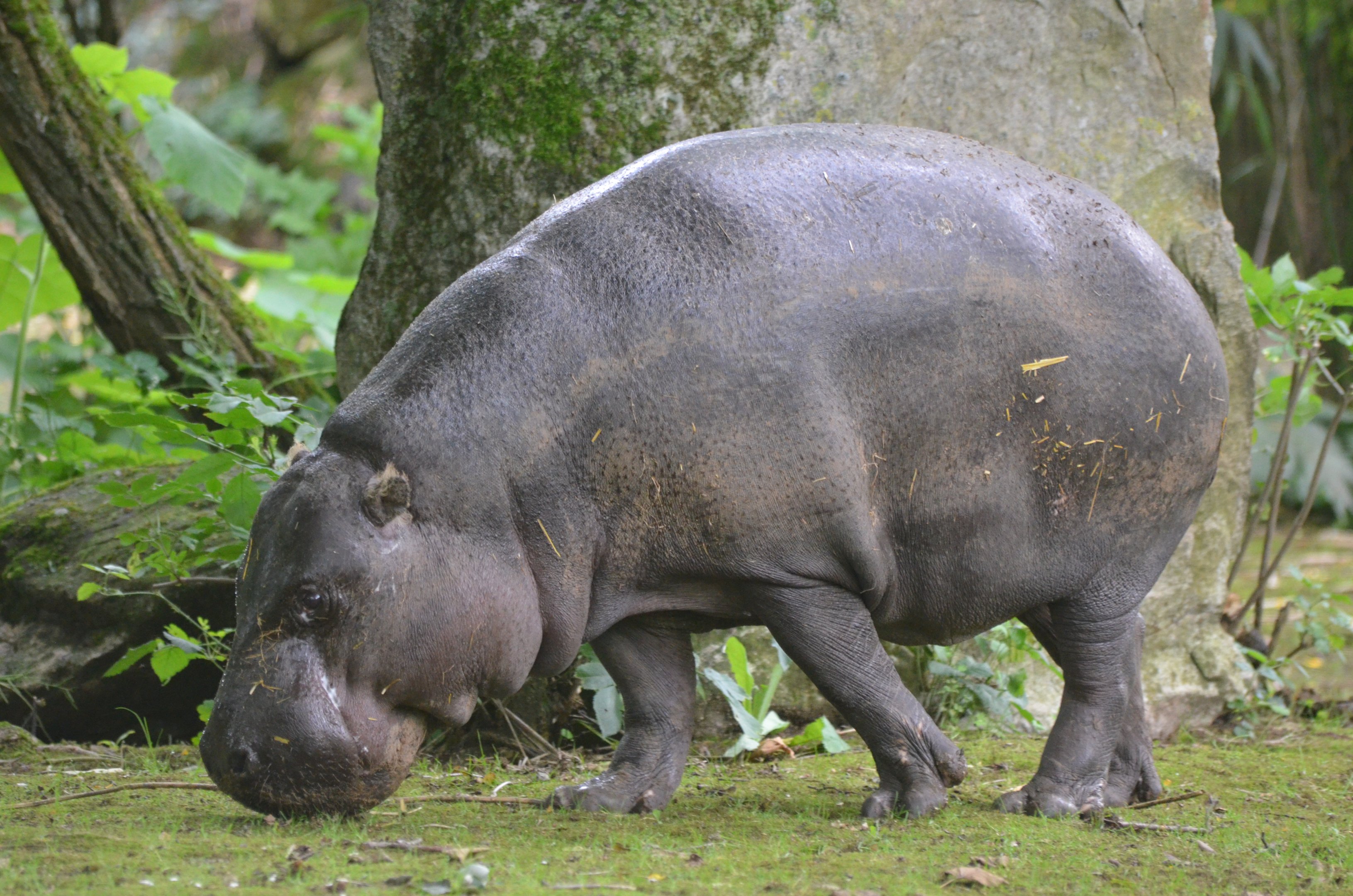 Pygmy Hippopotamus at Doué-la-Fontaine, 15/06/18