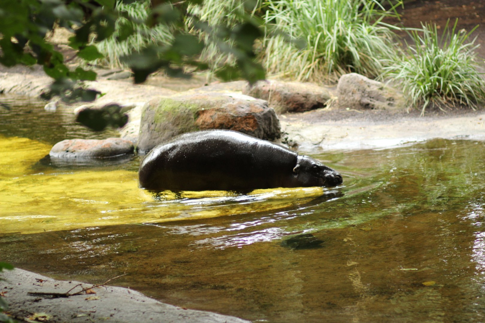 Pygmy Hippopotamus at Melbourne zoo