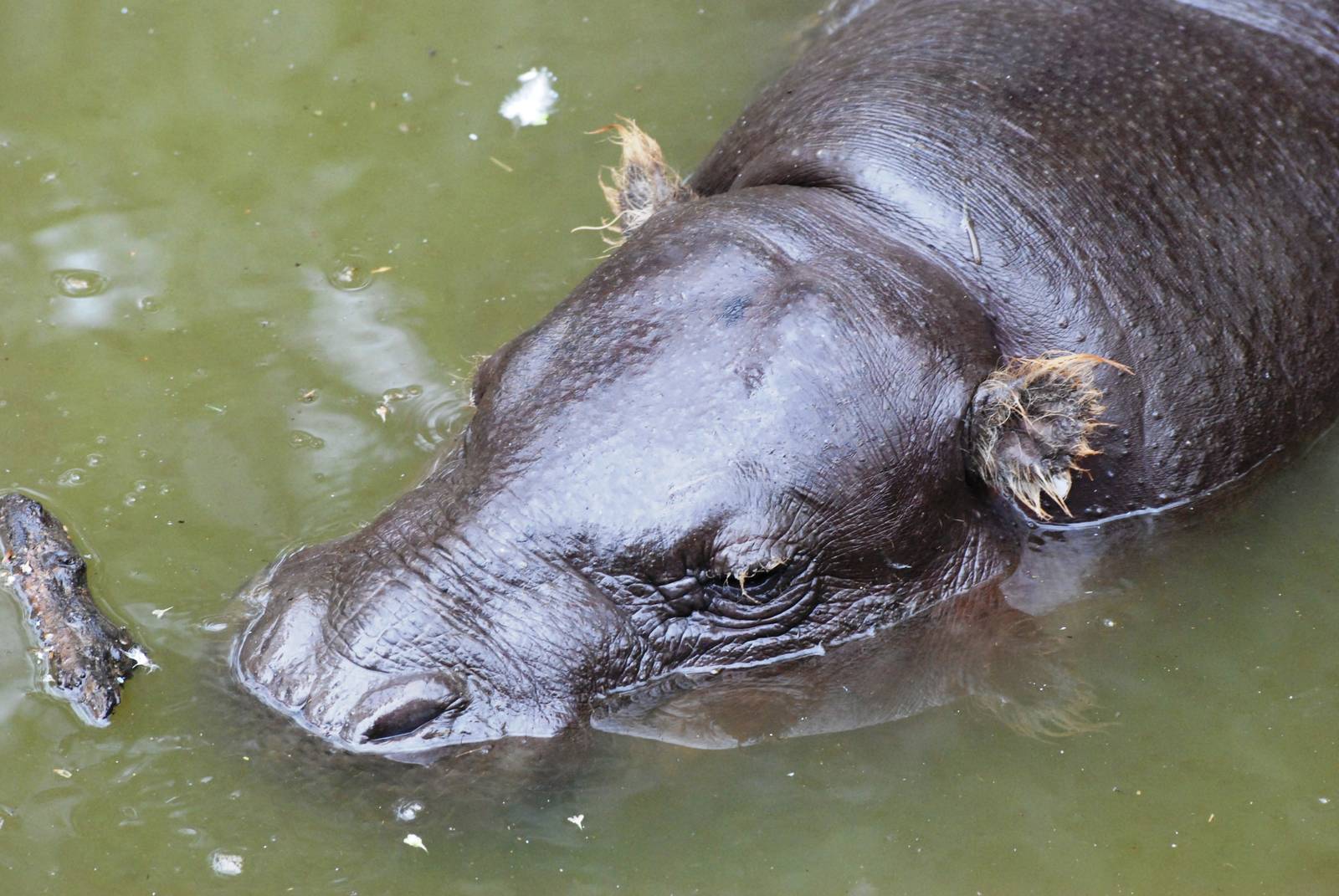 Pygmy Hippopotamus at Pilsen, 01/09/12