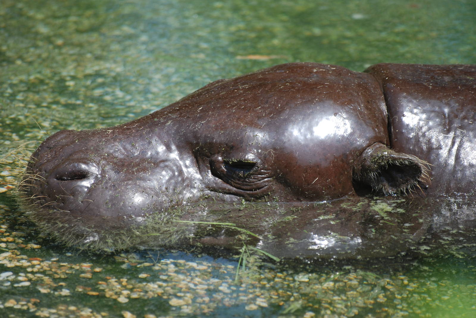 Pygmy Hippopotamus at Saigon Zoo, 16/03/12