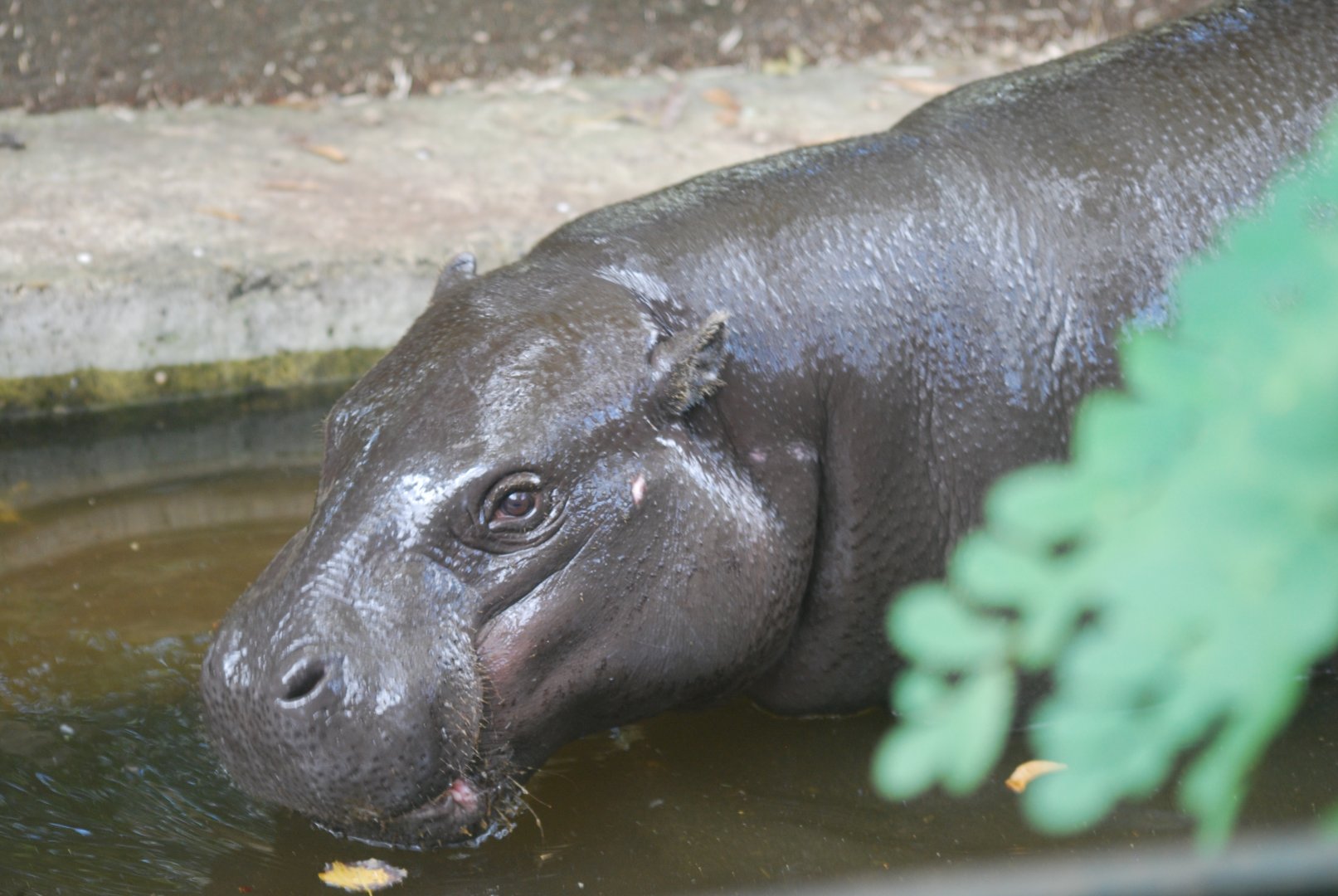 Pygmy hippopotamus at ZSL London, 5/10/2024