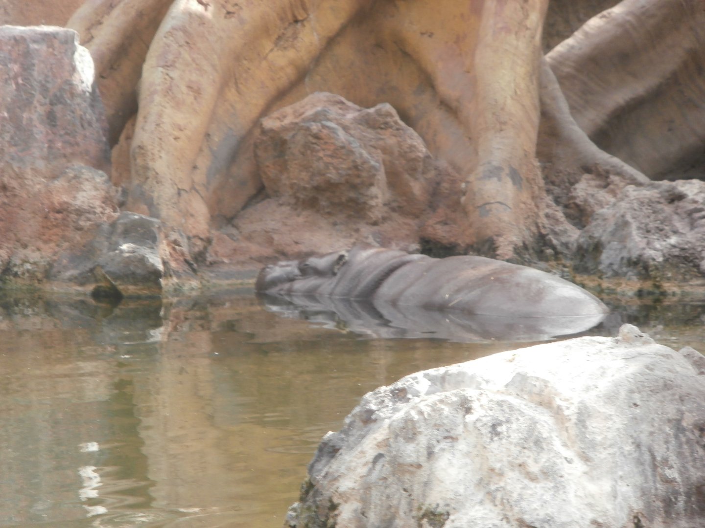 Pygmy Hippopotamus -Bioparc Valencia (Summer 2017)