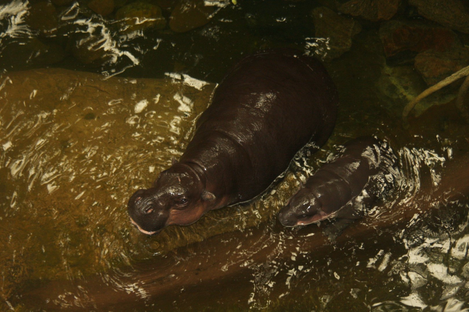 pygmy hippopotamus (Choeropsis liberiensis) 2013