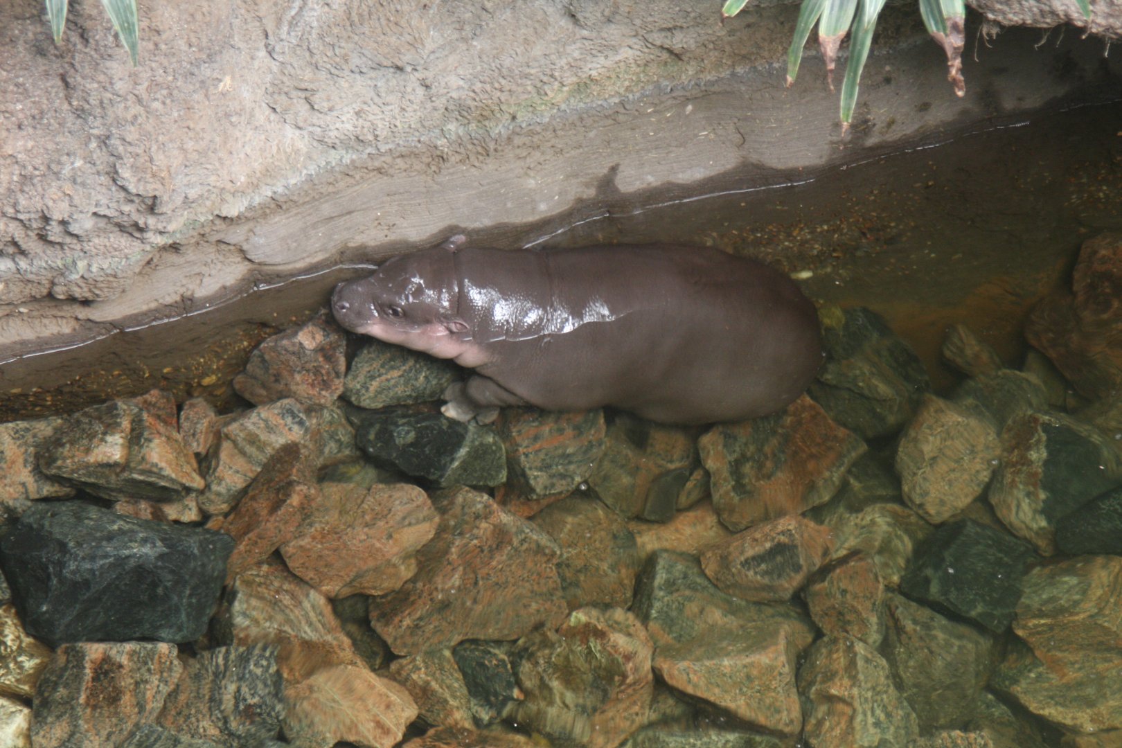 pygmy hippopotamus (Choeropsis liberiensis) 2013