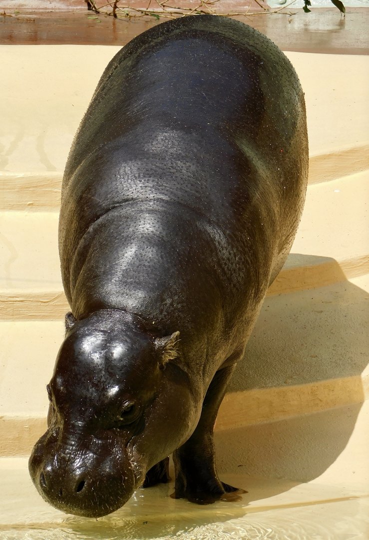 Pygmy Hippopotamus (Choeropsis liberiensis) April 12, 2025