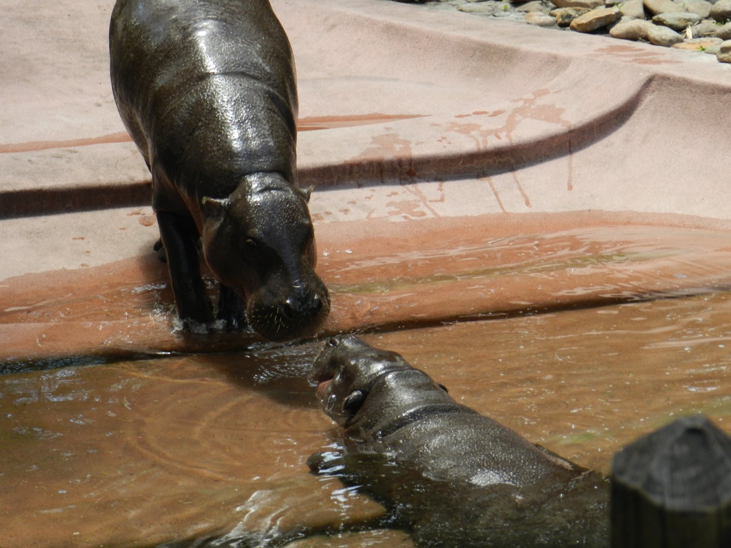 Pygmy Hippopotamus (Choeropsis liberiensis) at Zoo Tampa at Lowry Park, USA