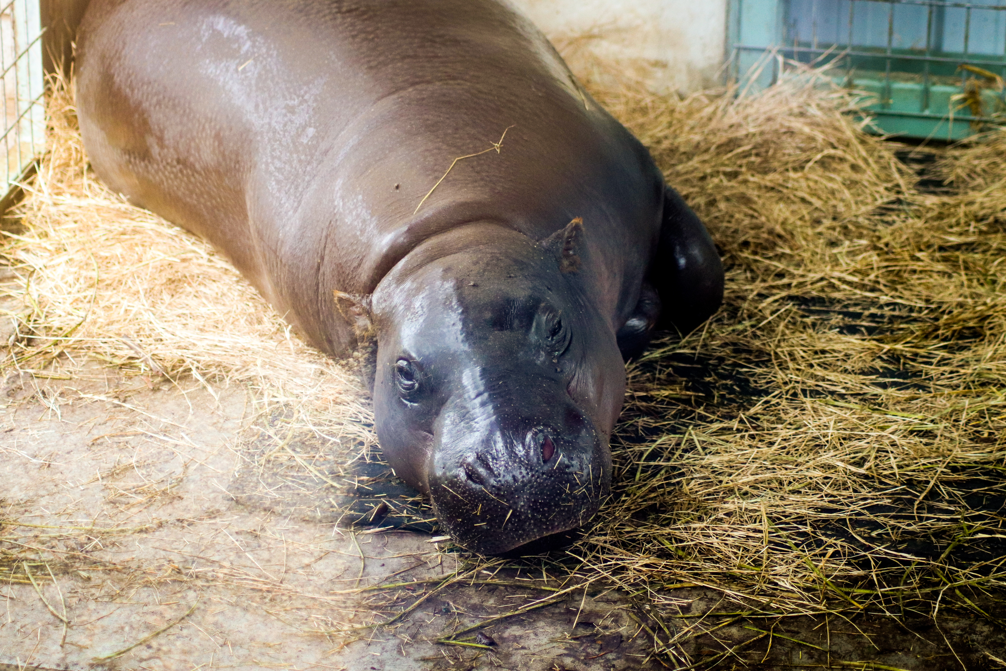 Pygmy Hippopotamus (Choeropsis liberiensis) - February 2020