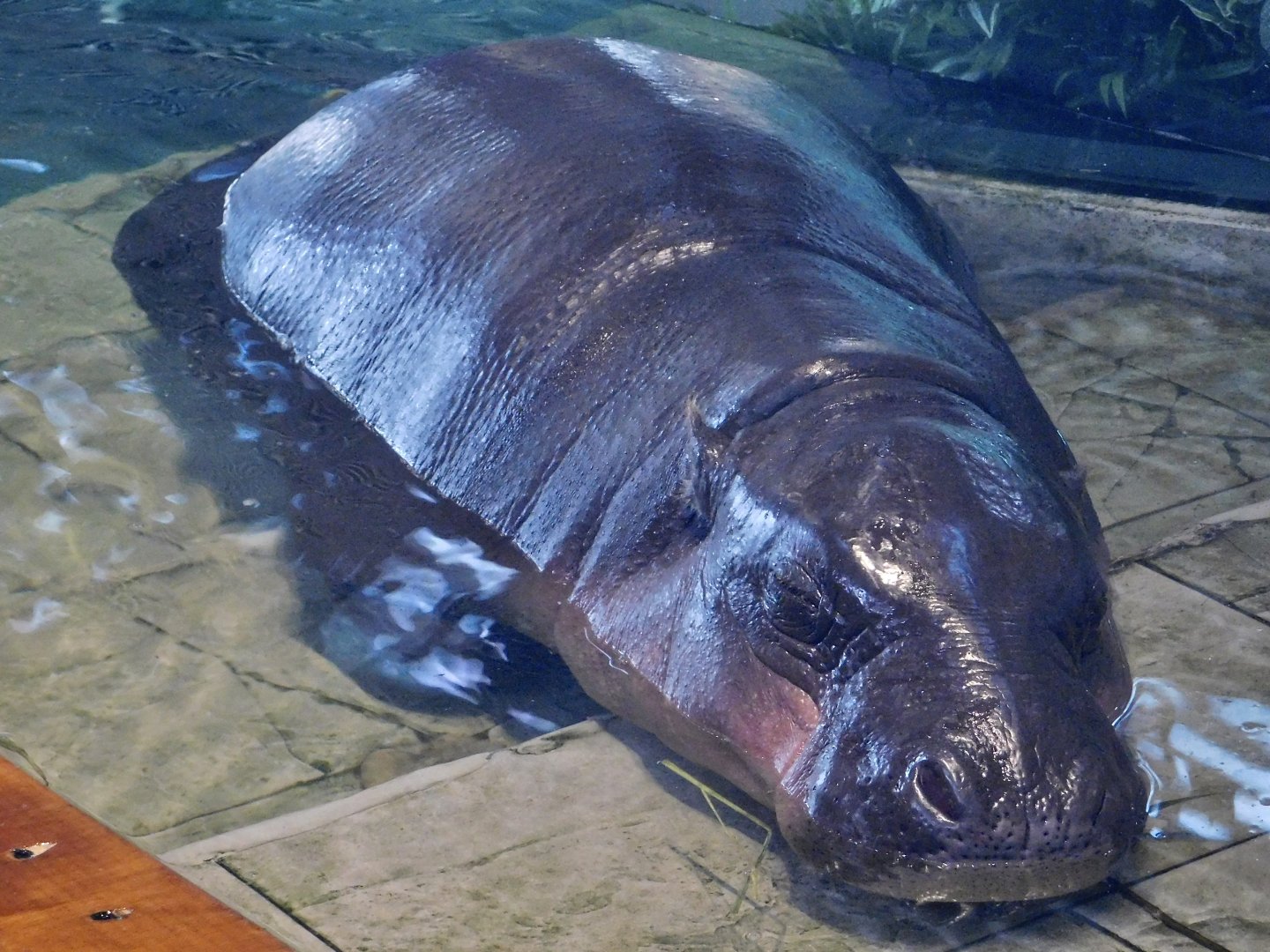 Pygmy Hippopotamus (Choeropsis liberiensis) NIFREL
