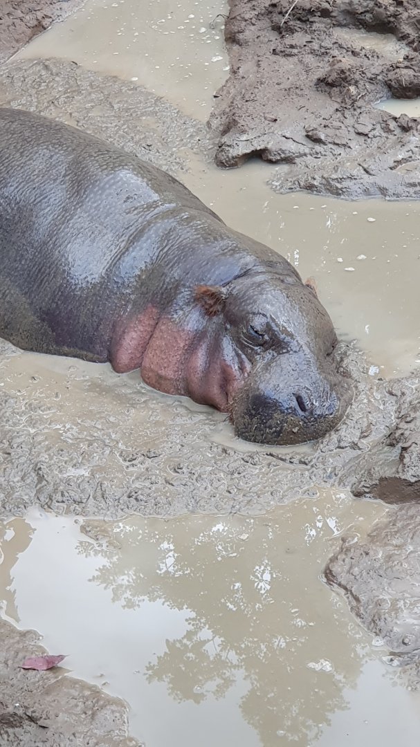 Pygmy Hippopotamus (Choeropsis liberiensis) - Solo Safari
