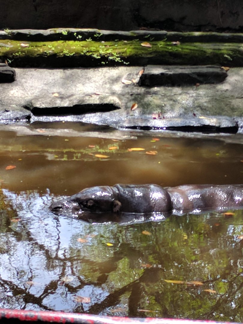 Pygmy Hippopotamus (Choeropsis liberiensis) - Taru Jurug Zoo