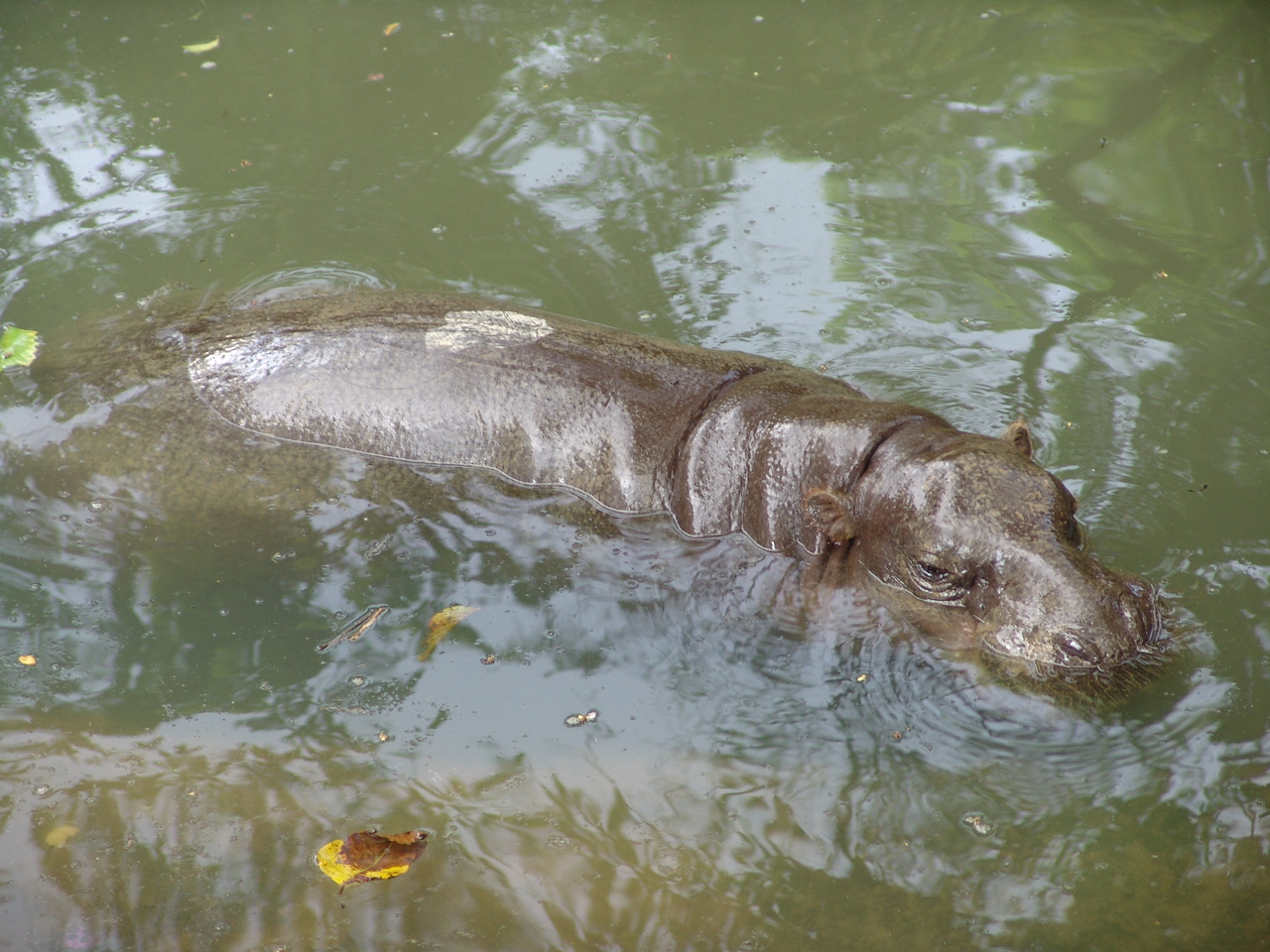 Pygmy Hippopotamus (Choeropsis liberiensis)