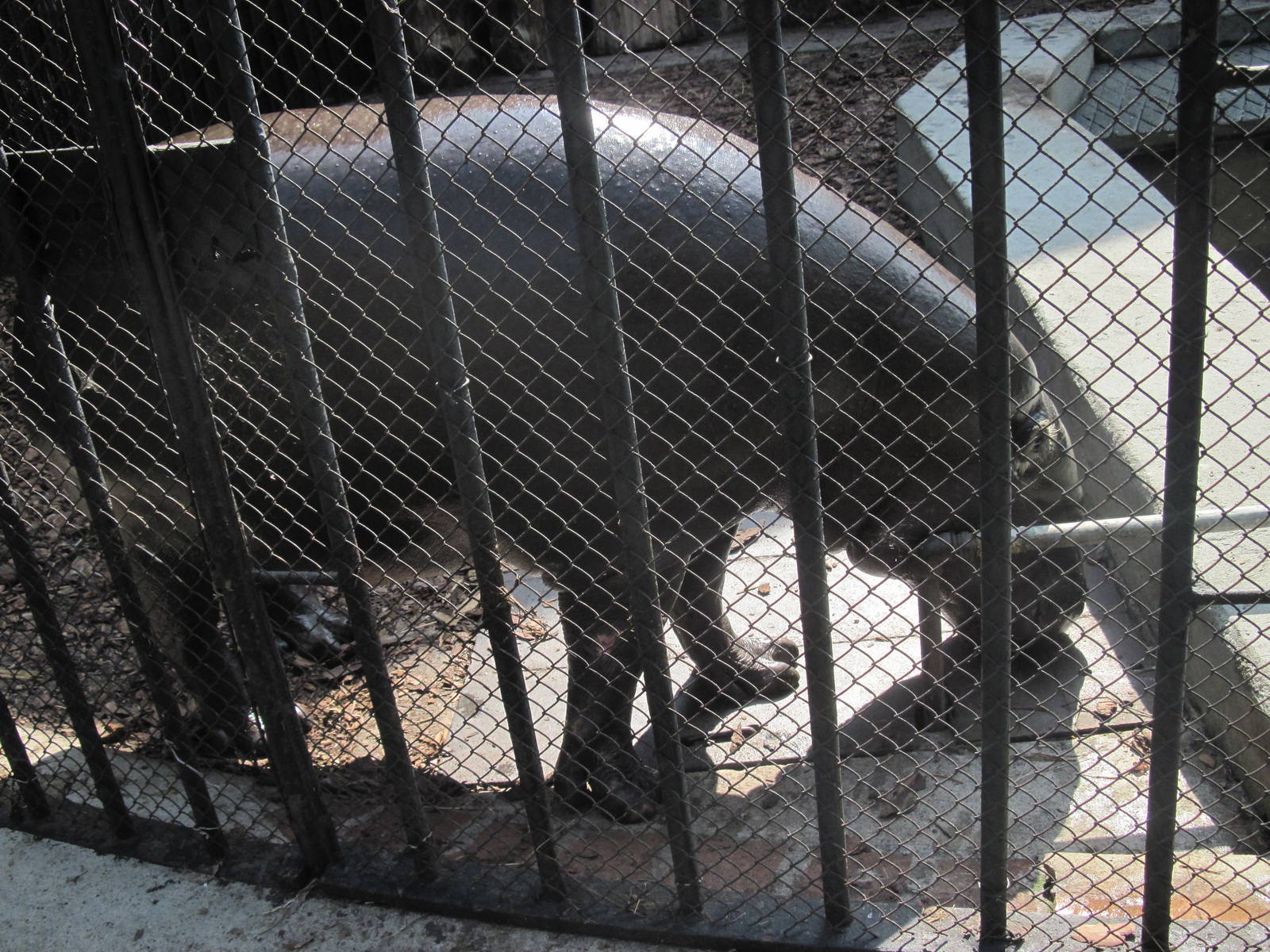 Pygmy hippopotamus (Choeropsis liberiensis)