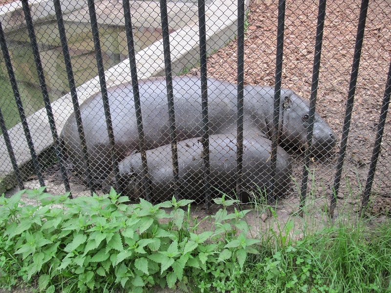 Pygmy hippopotamus (Choeropsis liberiensis)