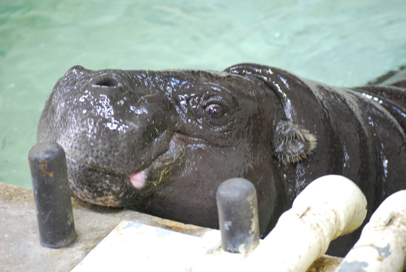 Pygmy hippopotamus (Choeropsis liberiensis)