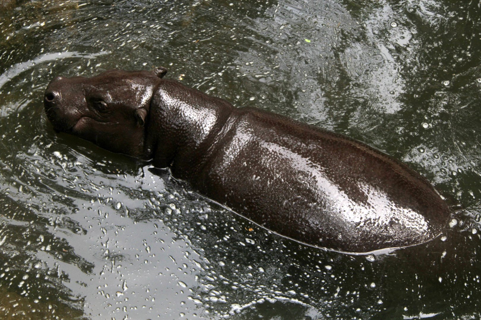 pygmy hippopotamus (Choeropsis liberiensis)