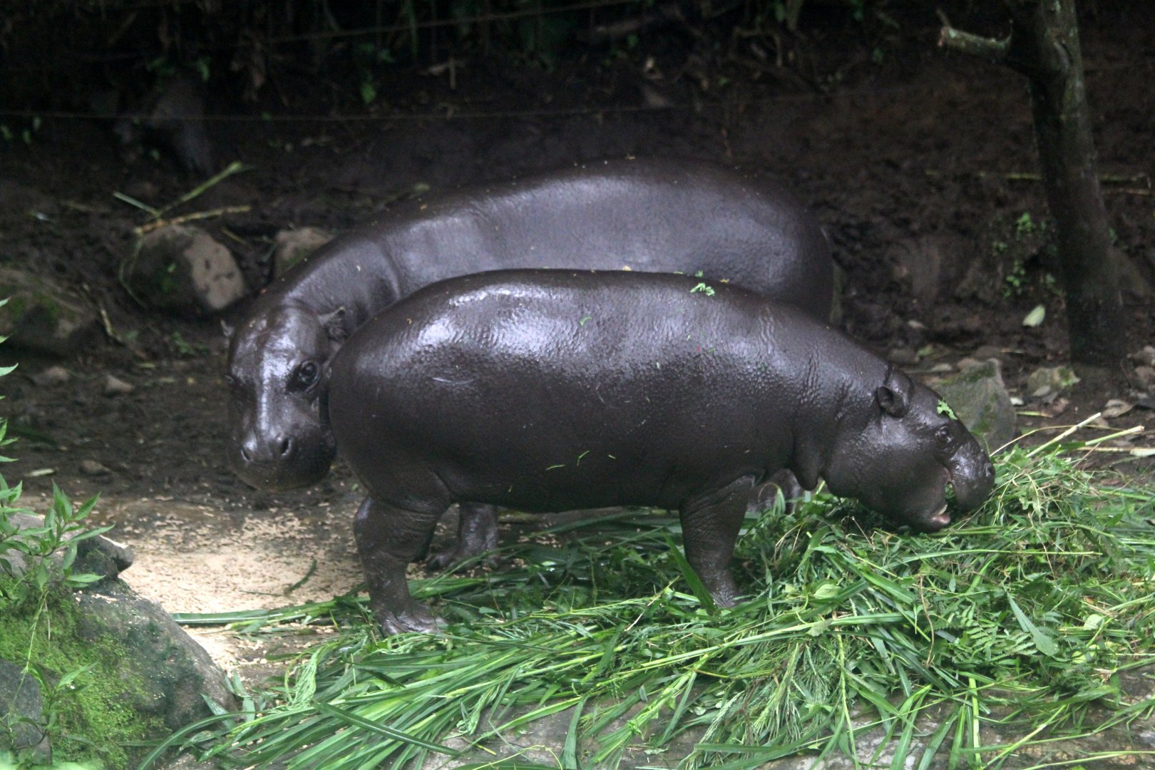 pygmy hippopotamus (Choeropsis liberiensis)