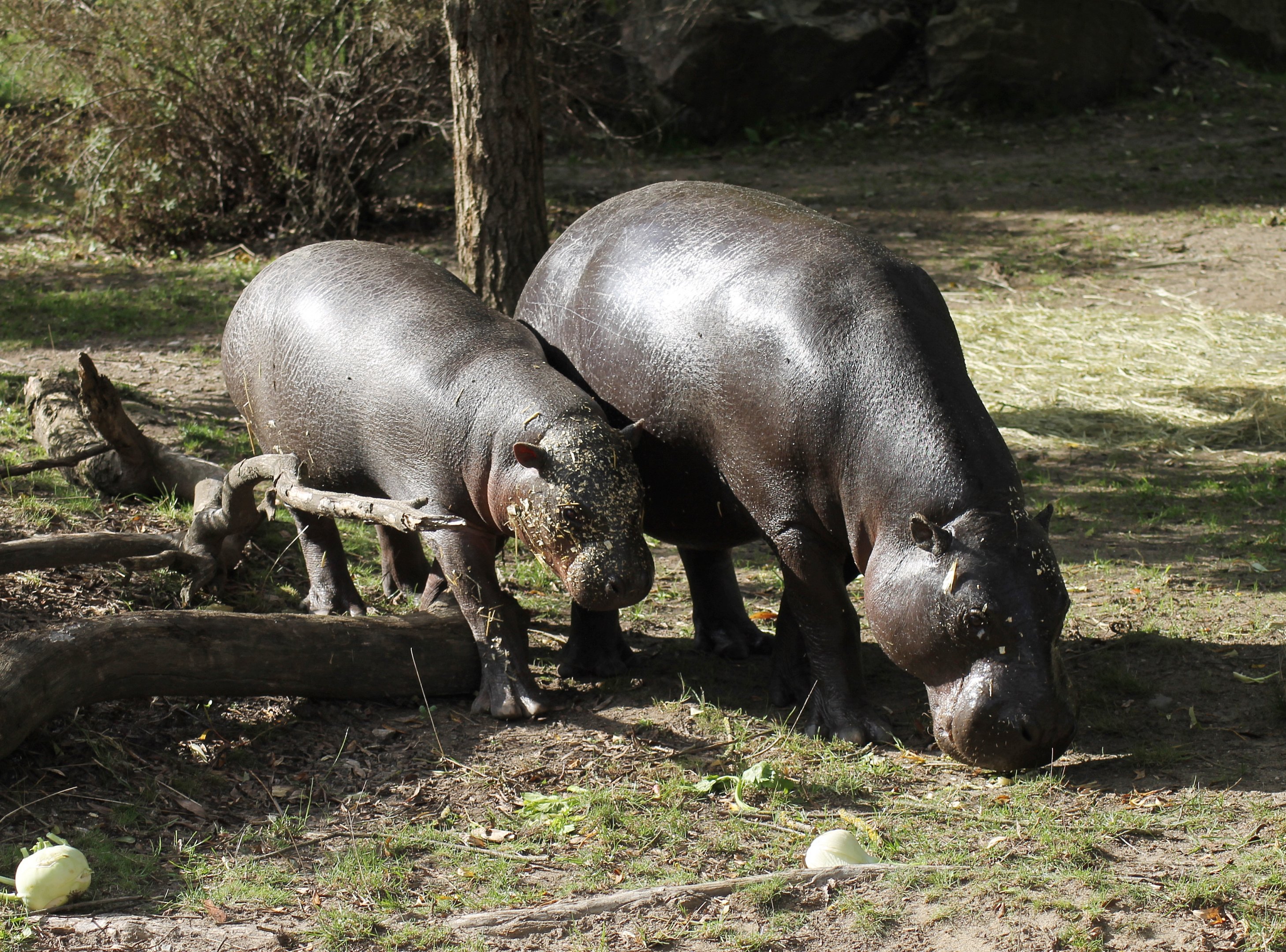 Pygmy hippopotamus (Choeropsis liberiensis)