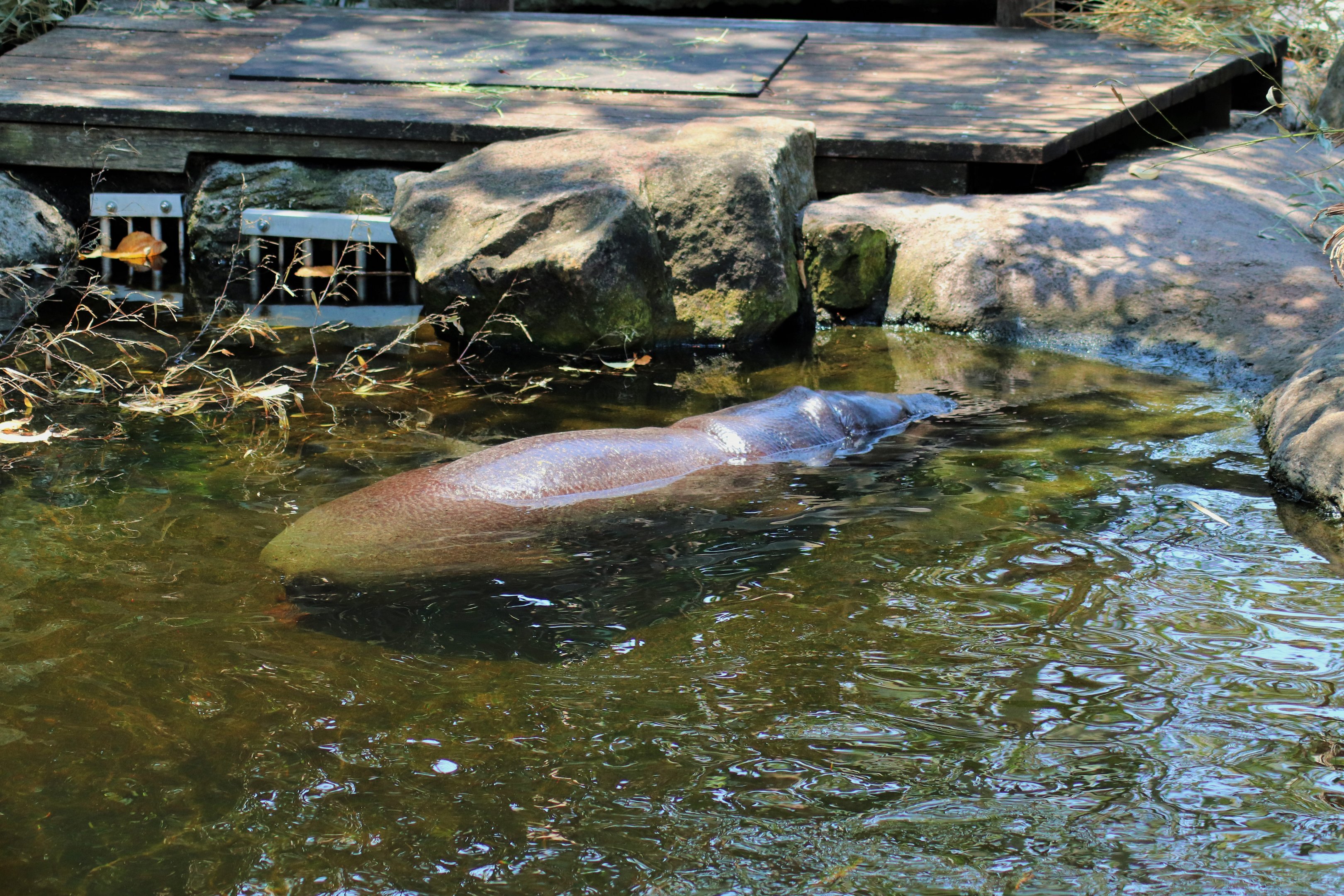 Pygmy Hippopotamus (Choeropsis liberiensis)