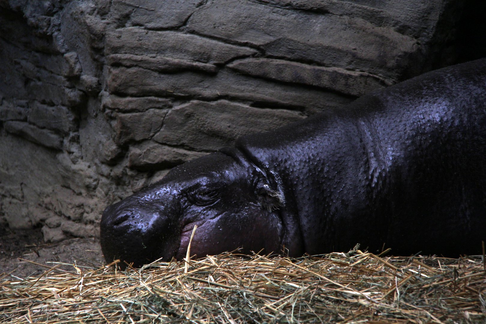 pygmy hippopotamus (Choeropsis liberiensis)