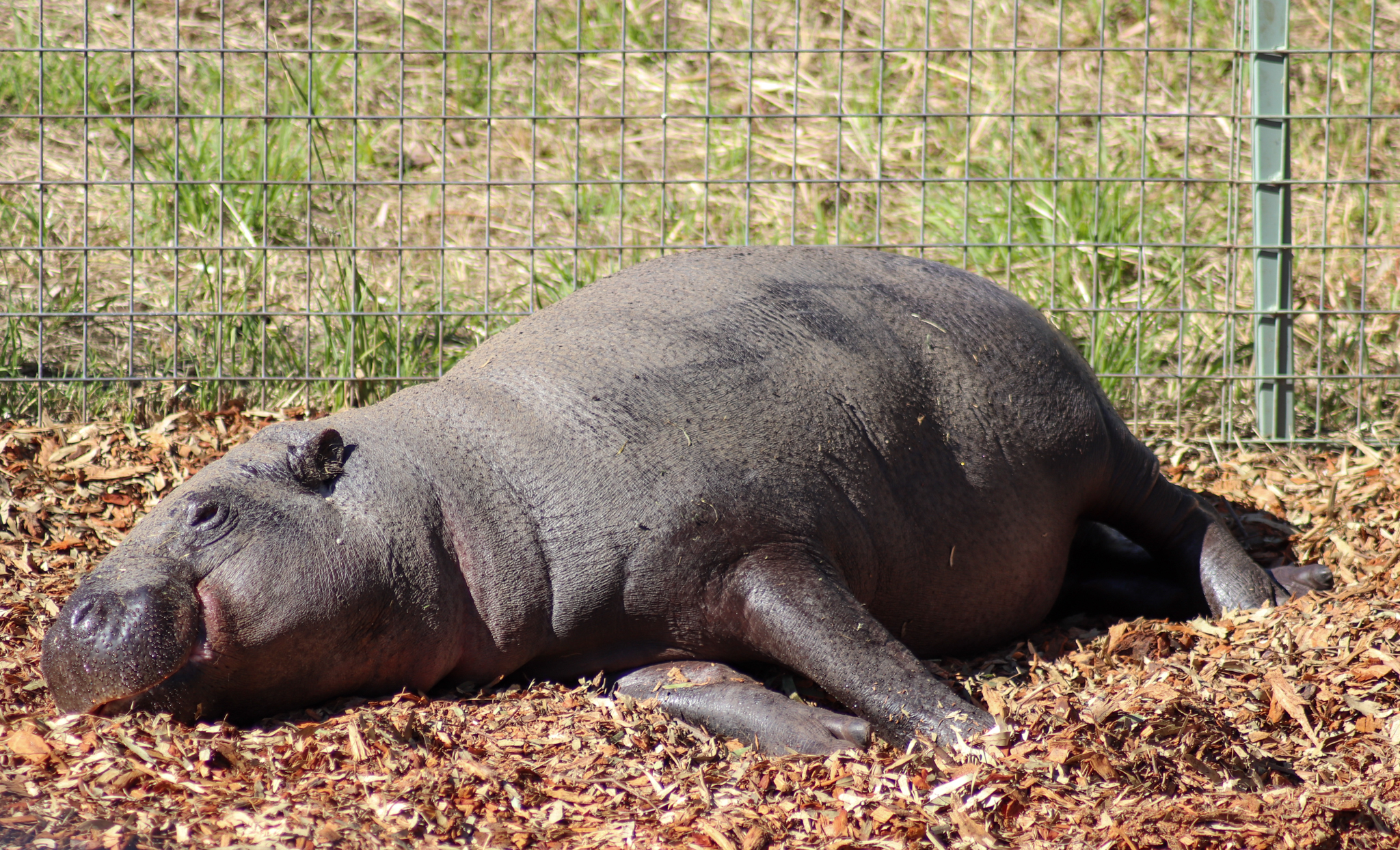Pygmy Hippopotamus (Choeropsis liberiensis)