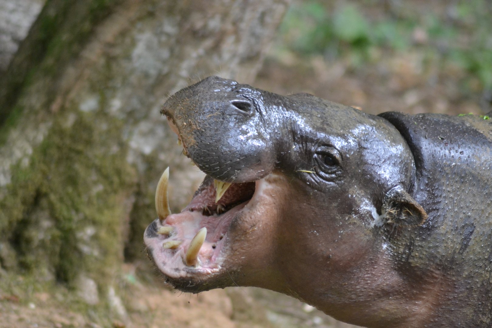 Pygmy hippopotamus - Choeropsis liberiensis