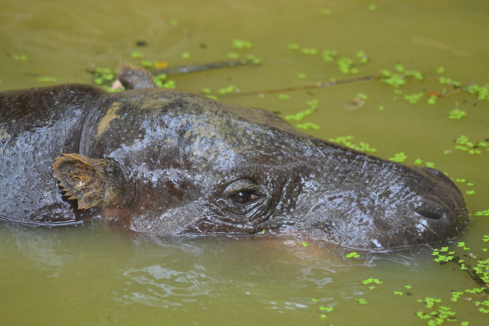 Pygmy hippopotamus - Choeropsis liberiensis