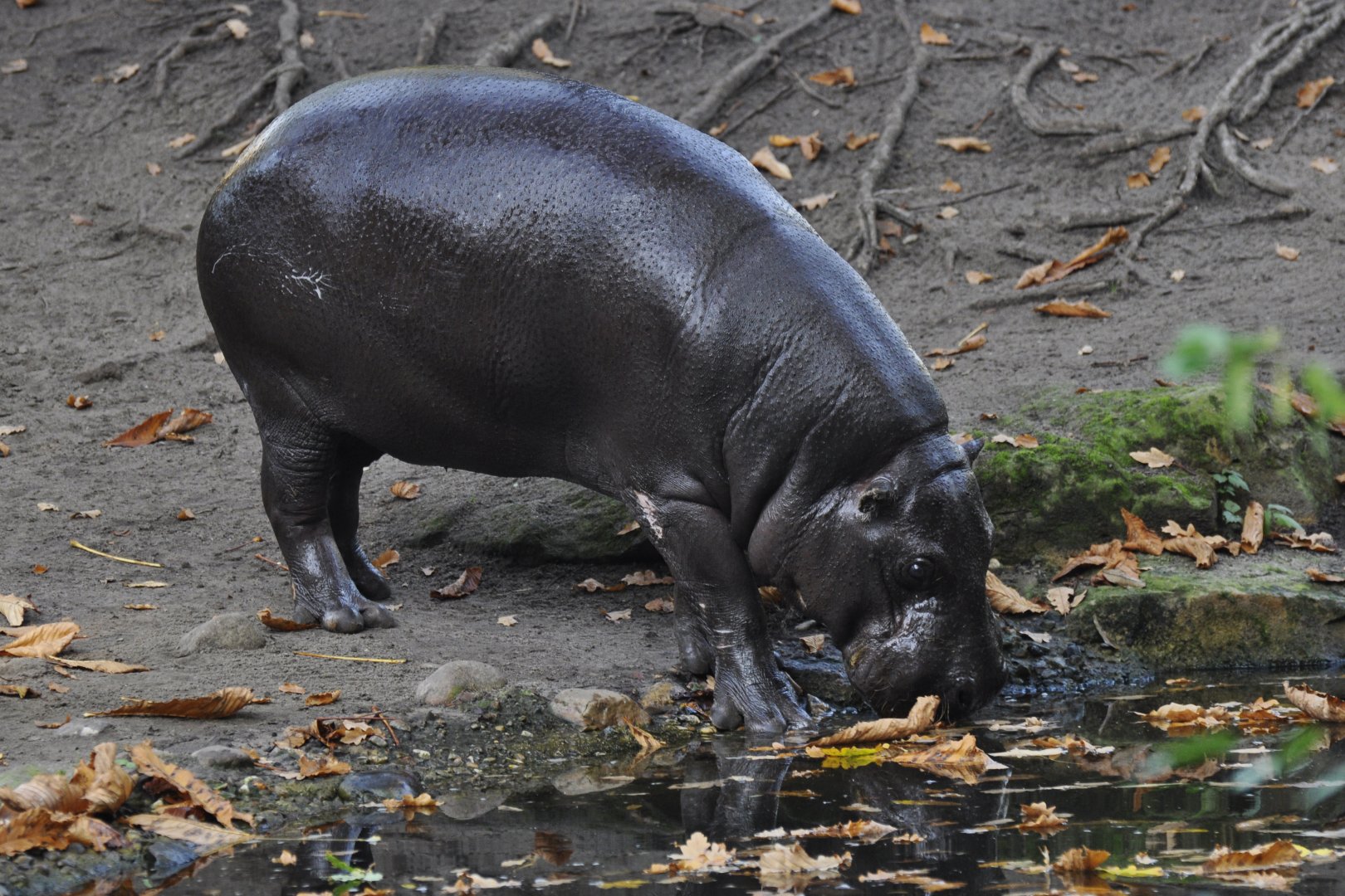Pygmy hippopotamus (Choeropsis liberiensis)