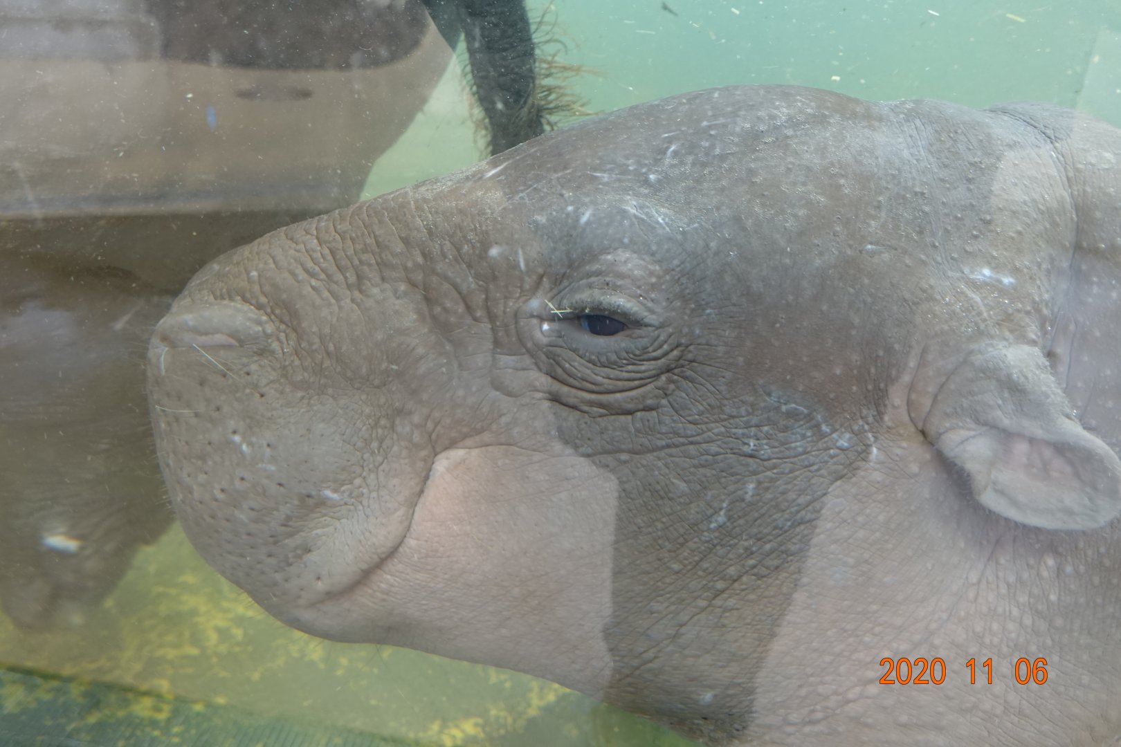 Pygmy Hippopotamus (Choeropsis liberiensis)
