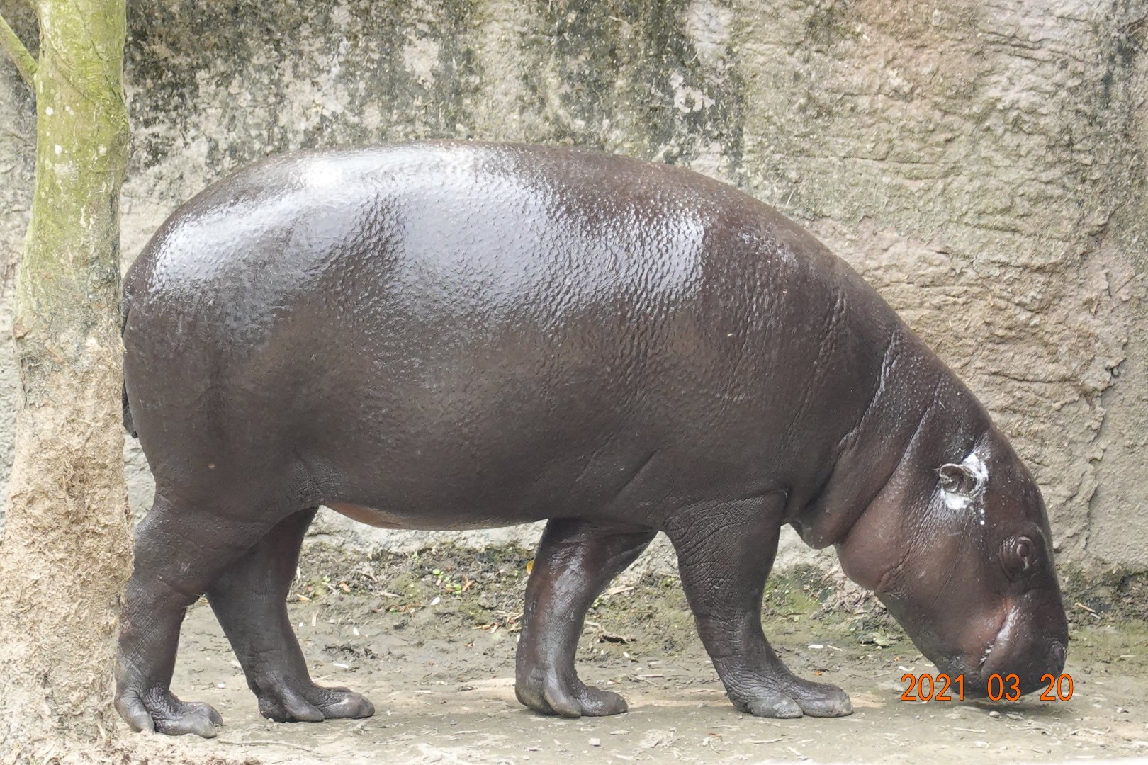 Pygmy Hippopotamus (Choeropsis liberiensis)