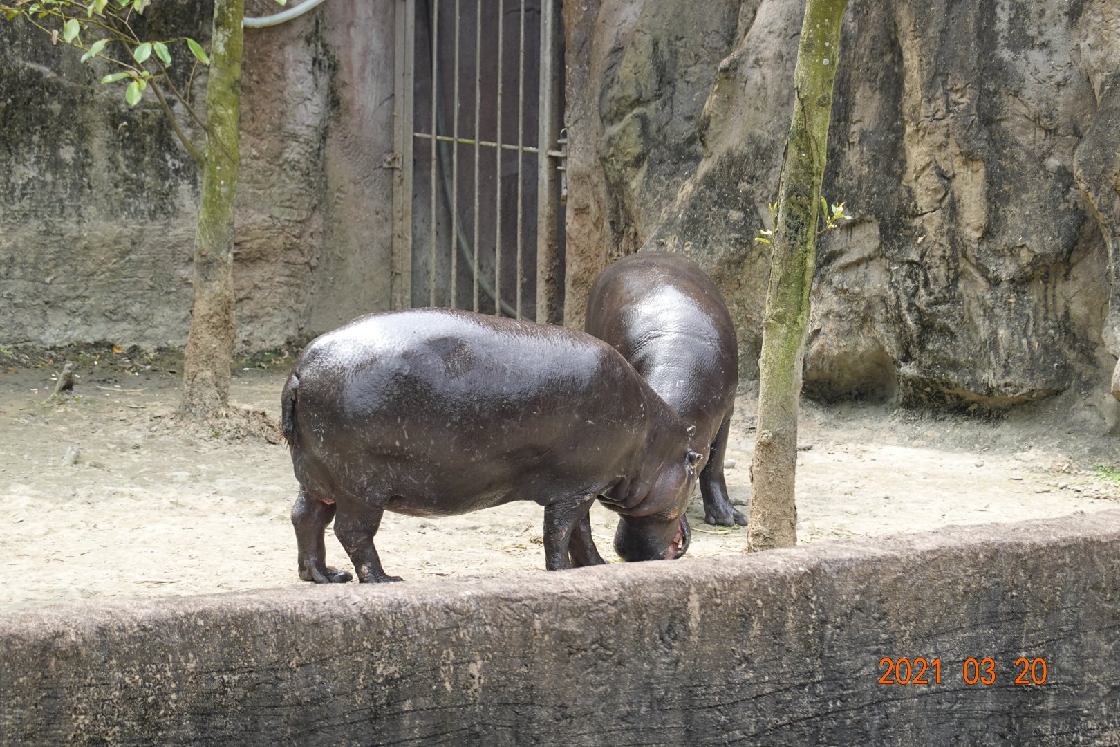 Pygmy Hippopotamus (Choeropsis liberiensis)