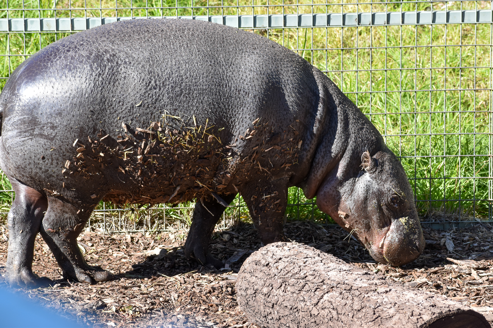 Pygmy Hippopotamus (Choeropsis liberiensis)