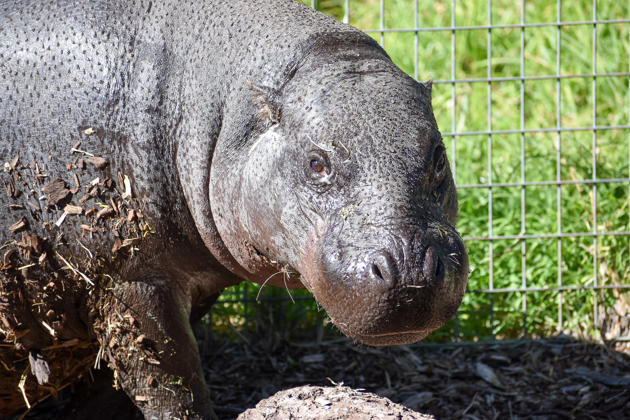 Pygmy Hippopotamus (Choeropsis liberiensis)
